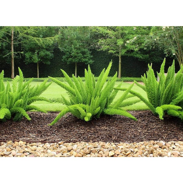 2.5 Qt. Foxtail Fern Plant in 6.33 In. Grower's Pot (2-Plants)