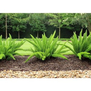 2.5 Qt. Foxtail Fern Plant in 6.33 in. Grower's Pot