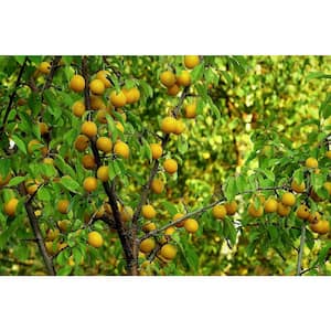 Dwarf Shiro Plum Tree Bare Root