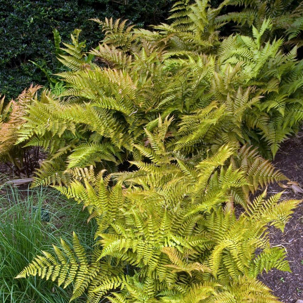 Colorama Fern Collection with Rust and Green Fronds, 3-Pack