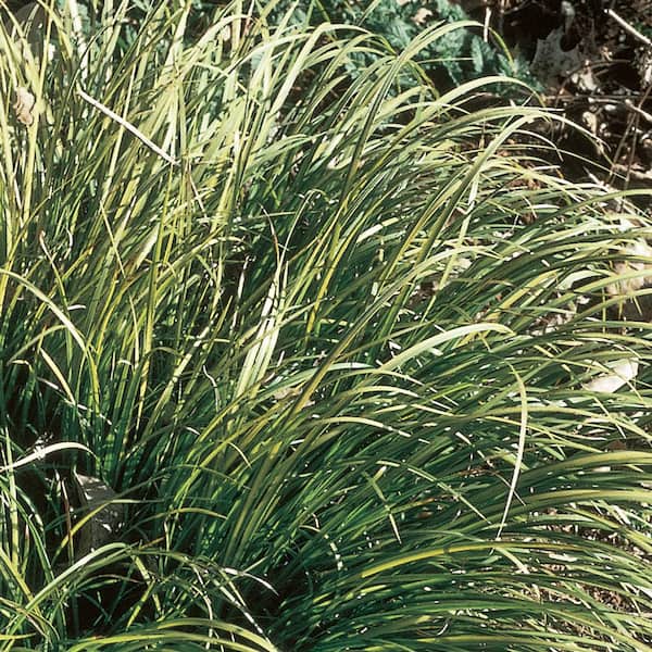 BELL NURSERY 2.5 Qt. #1 Sweet Flag Grass