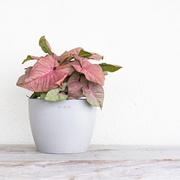 Unbreakable Light Weight Plastic Flower Vase for Home Decor (Multicolour)