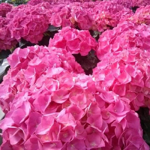 10 in. Hydrangea Floral Deco Pot Plant