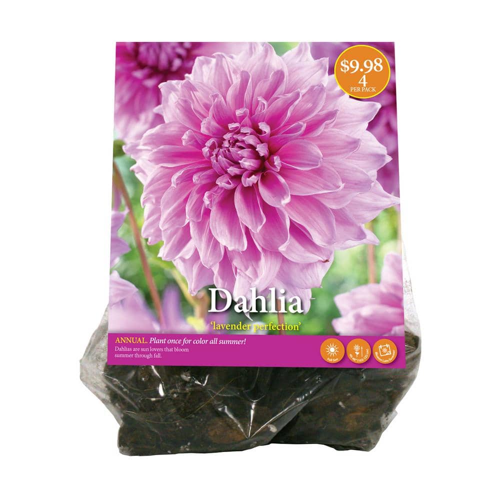 Dahlia Bulbs Pink Summer Flowering Bulbs 3X Dahlia dinnerplateLavender Perfection Balcony and Garden Flowers