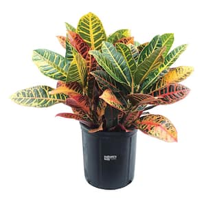 Croton Petra Live Outdoor Plant in Growers Pot Average Shipping Height 2-3 Ft. Tall