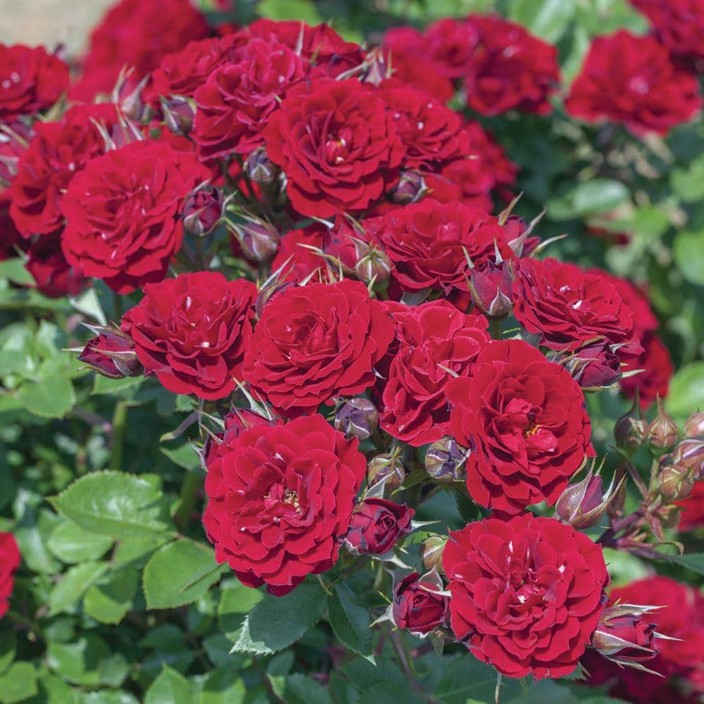 Sunblaze Bareroot Sunblaze Red Mini Rose Bush with Red Flowers (2-Pack ...