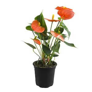 Orange Flamingo Flower Anthurium Plant (Approx. 11-14 in. Tall), 4 in. Grower Pot, Easy Care, Air Purifying House Plant