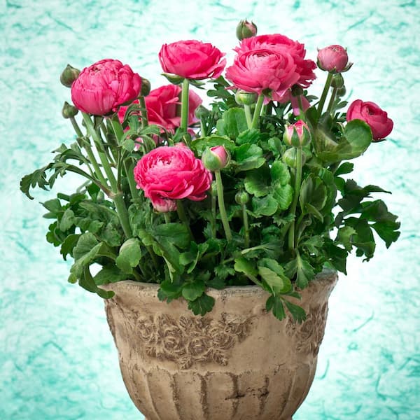 Van Zyverden Multicolor Peonies Bowl Of Beauty Bulbs 6-Count