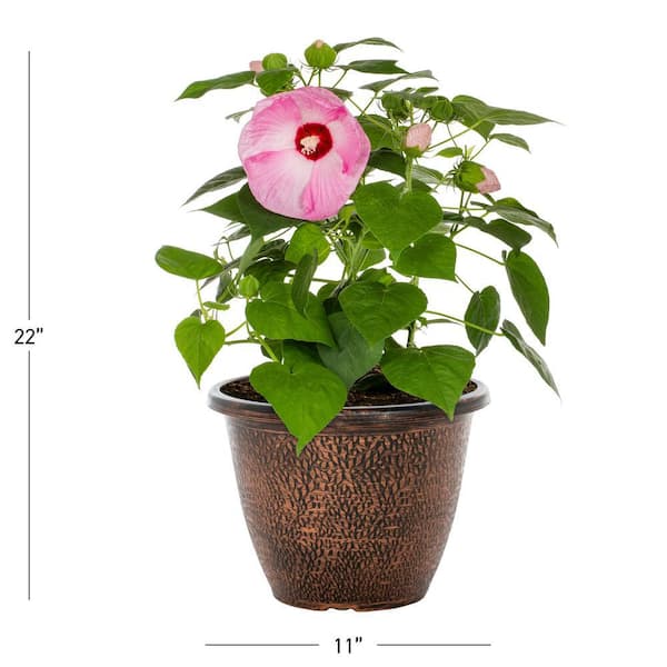 1.75 Gal. Hibiscus Luna Pink Swirl Perennial Plant (1-Pack)