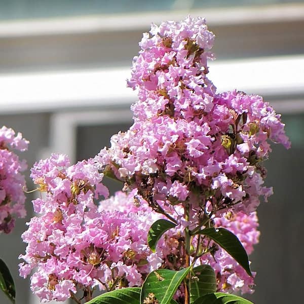 Unbranded 3 Gal. Muskogee Lavender Crape Myrtle