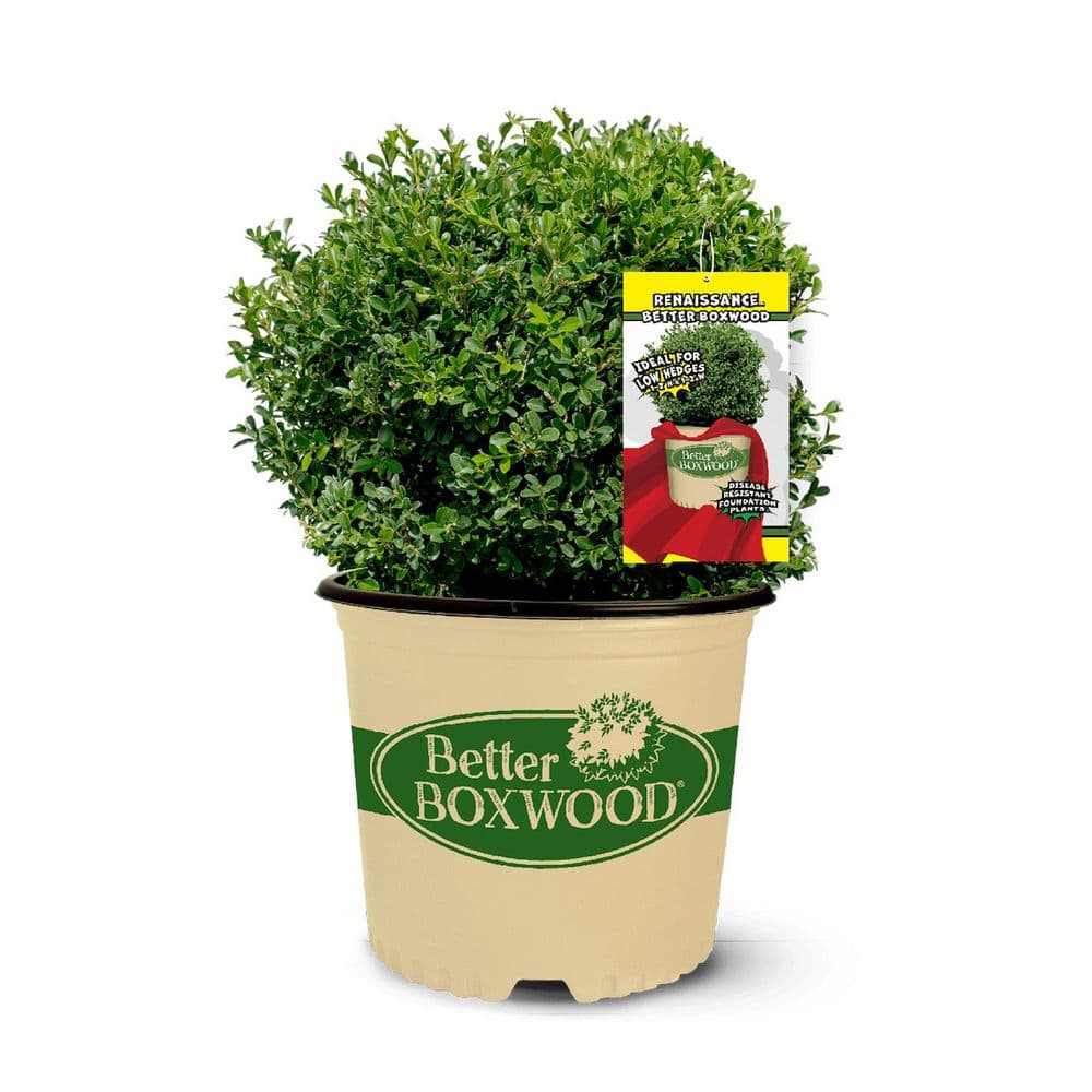 Better Boxwood Renaissance Boxwood Ev...