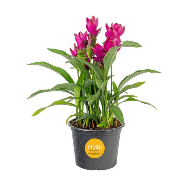 Costa Farms Grower's Choice Curcuma Outdoor Plant in 3 Qt. Grower