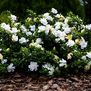 2.25 Gal. August Beauty Gardenia Shrub with Double White Flowers