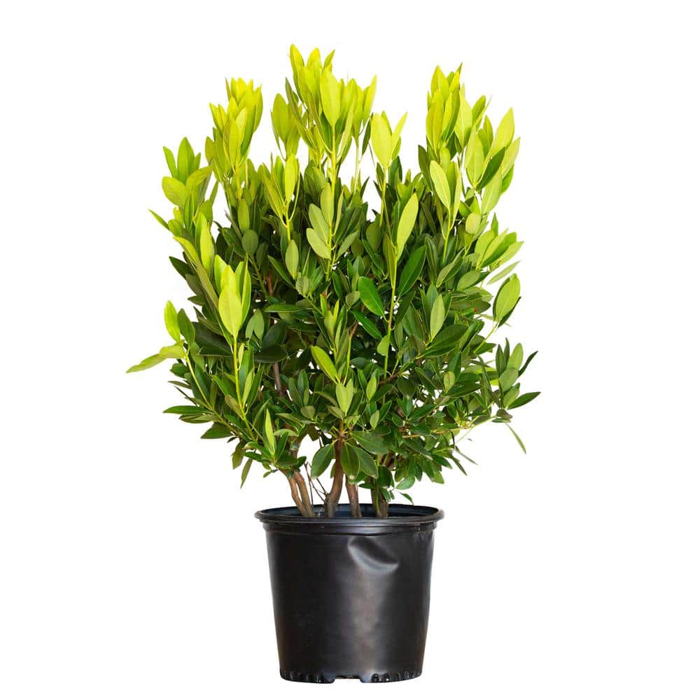 2.5 Gal - Small Anise Tree Illicium Parviflorum Plant with Olive-Green Shade-Tolerant Foliage price history on PriceWatchPro