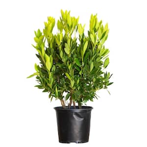2.5 Gal - Small Anise Tree Illicium Parviflorum Plant with Olive-Green Shade-Tolerant Foliage