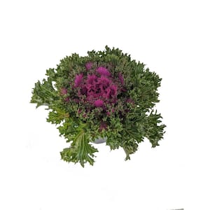 2.5 Qt. Purple Annual Ornamental Kale Coral Queen