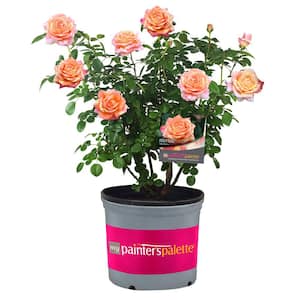 2 Gal. Peach Swirl Rose with Variegated Peach Flowers