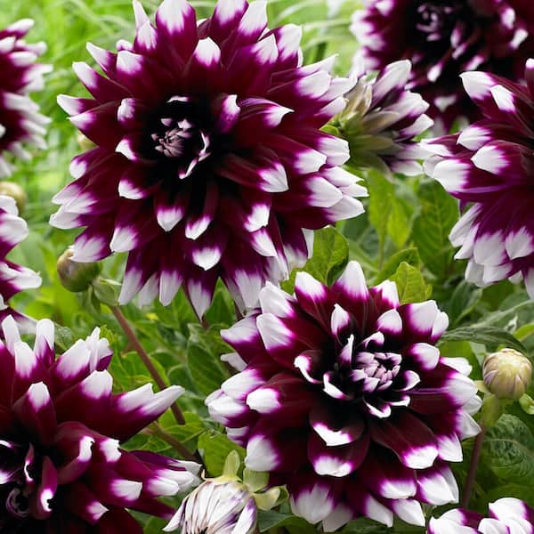 VAN ZYVERDEN Van Zyverden Dahlias Mystery Day Set of 3 Bulbs