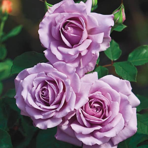 DIRECT GARDENING Angel Face Floribunda Rose, Dormant Bare Root Plant with  Lavender Color Flowers (1-Pack) 86078 - The Home Depot