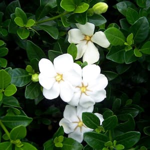3 Gal. Daisy Gardenia Shrub Live Evergreen Plant, White Fragrant Blooms