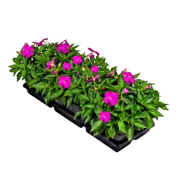 1.38 Gal. Compact Lilac SunPatiens Impatiens Outdoor Annual Plant with Lilac Flowers in Grower's Cell Pack (12-Pack)