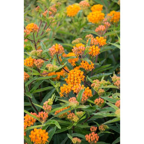 Spring Hill Nurseries Orange Butterfly Plant (Asclepias) Live Bareroot Plant Orange Flowering Perennial