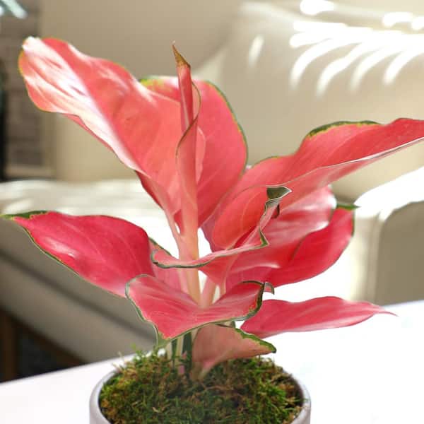 ALTMAN PLANTS Aglaonema China Red Chinese Evergreen Live
