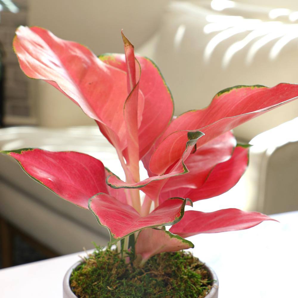 Aglaonema China Red in Gray Ceramic Planter