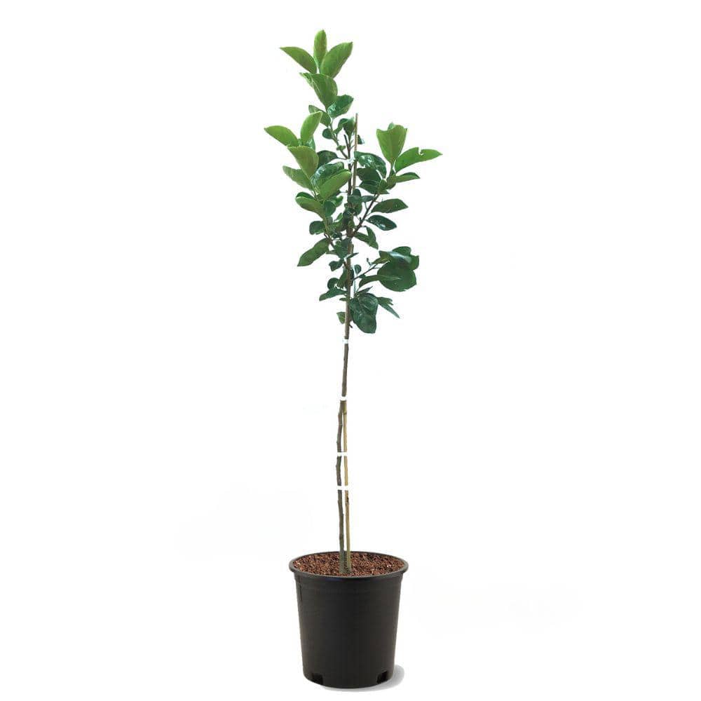 5 Gal. Hachiya Persimmon Tree