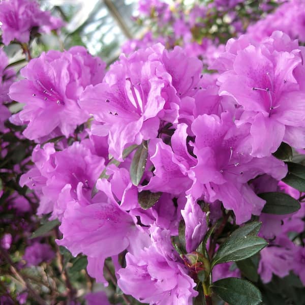 national PLANT NETWORK 1 Gal. Azalea Elsie Lee Shrub with Purple