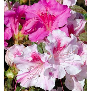 1 Gal. Autumn Twist Encore Azalea Shrub with Pink and White Flowers