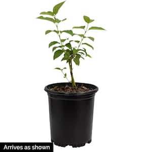 2.25 Gal. Pot Red Twig Dogwood (Cornus), Live Deciduous Flowering Shrub (1-Pack)