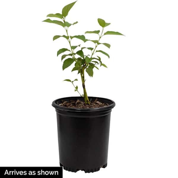 3 Gal. Pot Variegated Red Twig Dogwood (Cornus), Deciduous Flowering Shrub (1-Pack)