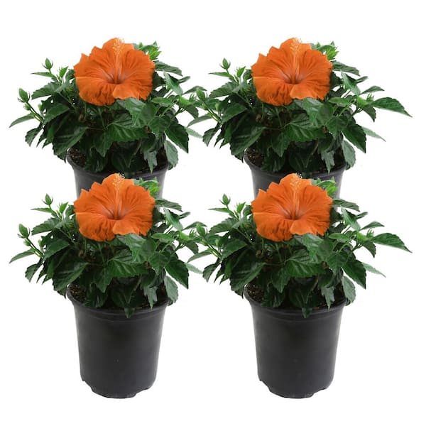 Costa Farms Orange Premium Hibiscus Tropical Live Outdoor Plant in 1 Qt. Grower Pot, Avg. Shipping Height 1-2 ft. Tall (4-Pack)
