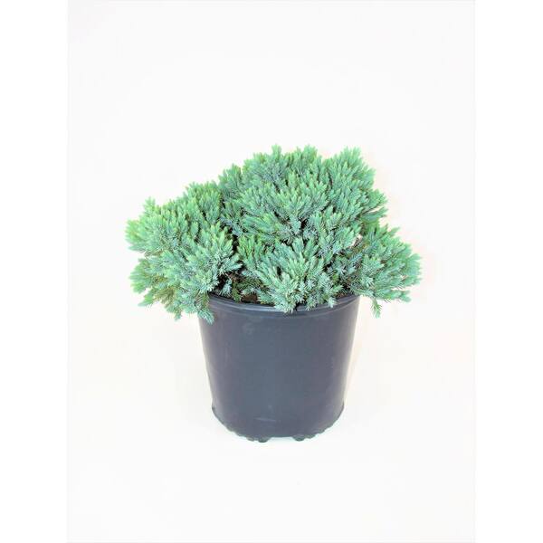 3 Gal. Blue Star Juniper Live Evergreen Shrub