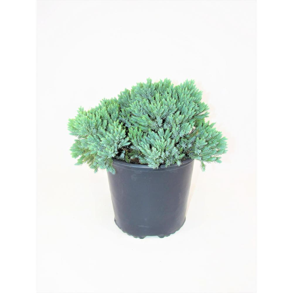 3 Gal. Blue Star Juniper Live Evergreen Shrub (2-Pack) price history on PriceWatchPro