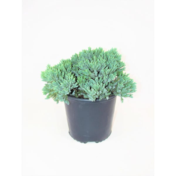 BELL NURSERY 3 Gal. Blue Star Juniper Live Evergreen Shrub (2-Pack)