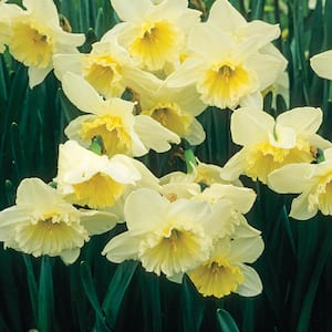 Trumpet Yellow Daffodil Bulbs (45-Pack) 36609P - The Home Depot