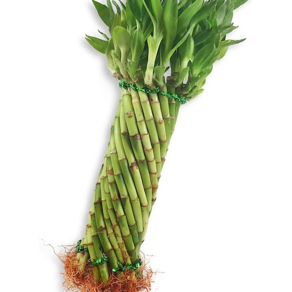 Wekiva Foliage Tornado Bamboo Topiary-Live Plant-Ships Bare Root-Approx 10 in. Tall Spiral Shaped Stalks-Feng-Shui Zen