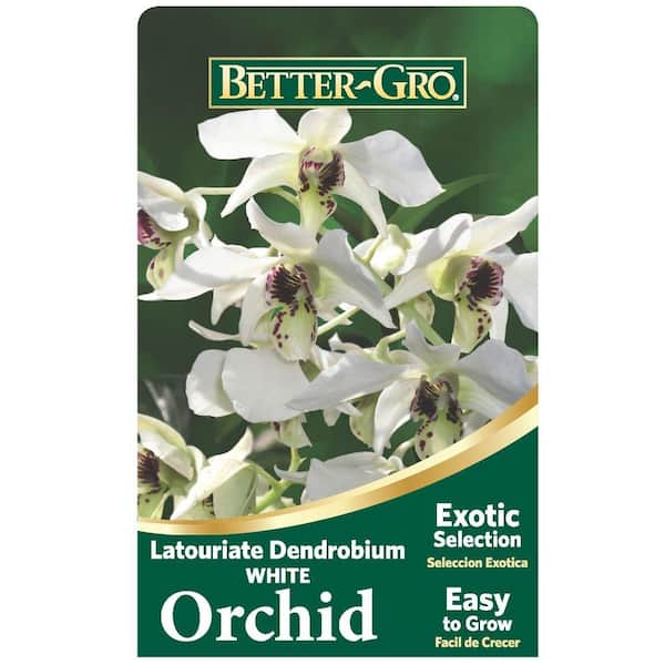 Better-Gro White Latouriate Dendrobium Package Orchid 4 in. plastic pot