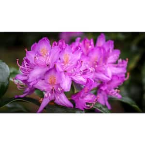 English Roseum Rhododendron Shrub Elegant Rose Pink Flowers Bloom in Large Bunches of 10 or More Cold Hardy