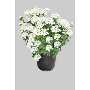 Perennial Iberis White 2.5 Qt. - 4-Pack