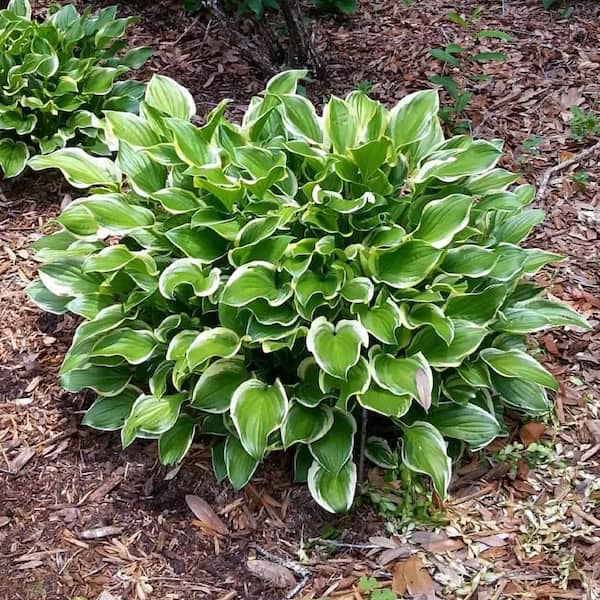 2.5 Qt. Variegated Hosta Live Perennial Plant