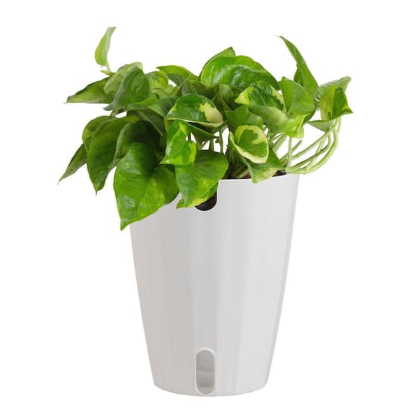 Costa Farms Trending Tropical Lemon Meringue Pothos Indoor Plant in 6 in. Self-Watering Planter,Average Shipping Height 1-2 ft. Tall