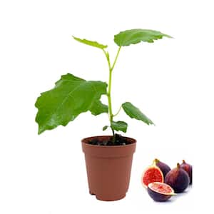 Beer's Black Fig Tree - Live Plant in a 2 in. Pot - Ficus Carica - Edible Fruit Tree for The Patio and Garden