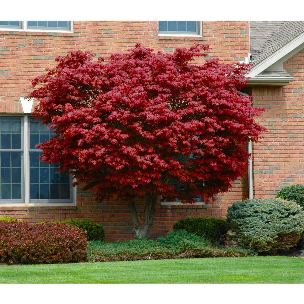 Online Orchards 3 Gal. Bloodgood Japanese Maple Tree Cold vivid Scarlet Autumn Foliage SBAP301 - Home Depot