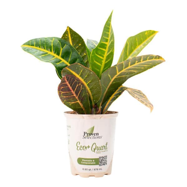 Proven Winners 4.5 in. Quartz Proven Selections Pop Art Warhol Rushfoil (Croton variegatum) Live Annual Plant with Multicolor Foliage