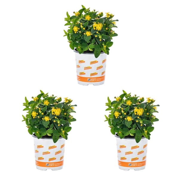 2 Qt. St. John'S Wort Miracle Night Plant with Yellow Blossoms in Grower Pot