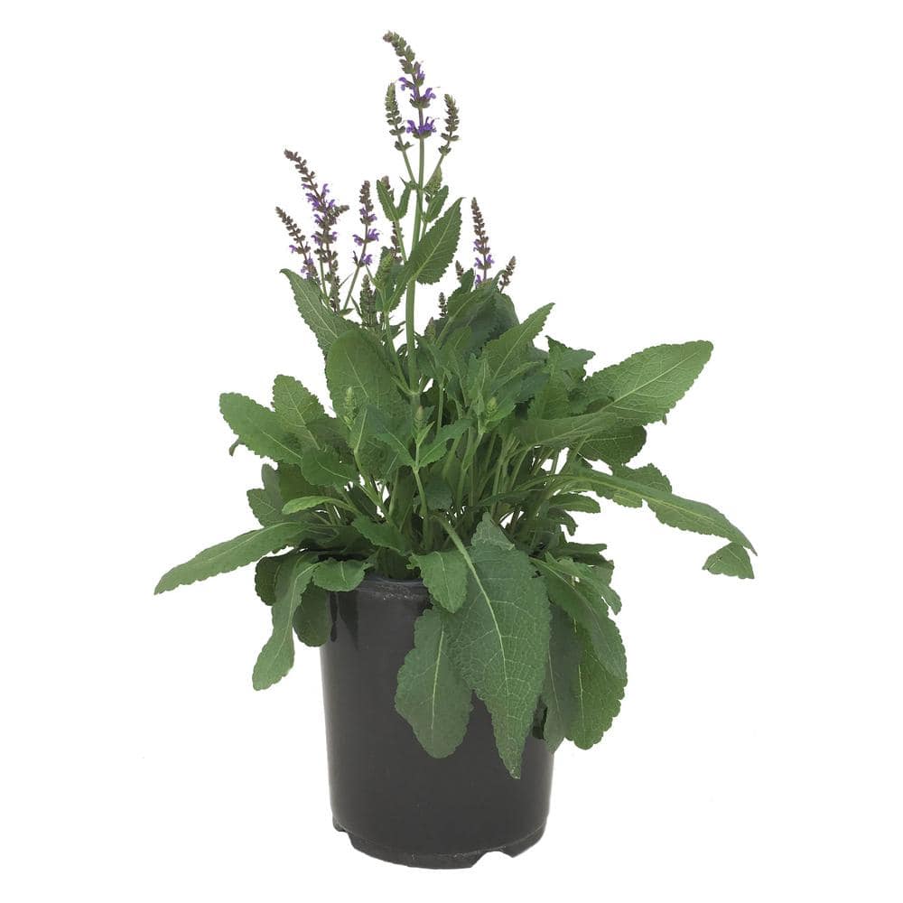 Meadow Sage (Salvia) May Night