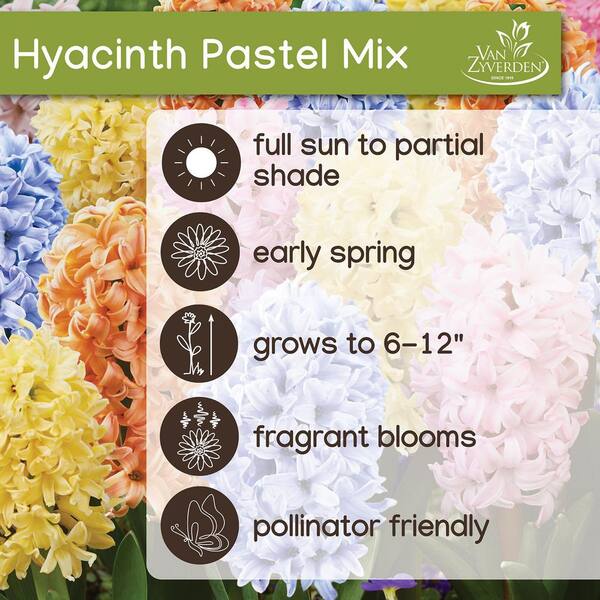 VAN ZYVERDEN Hyacinth Pastel Mix Hyacinthus Dormant Bulbs 36925